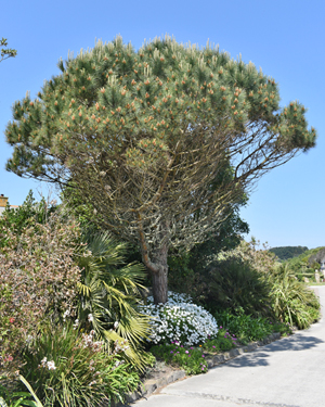 Monterey pine