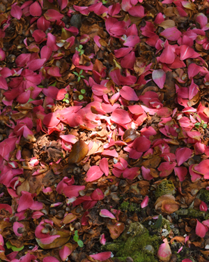 Camellia