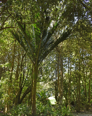 Nikau palm