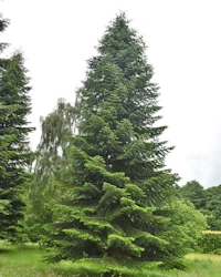 Abies amabilis