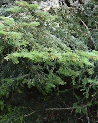 Abies amabilis