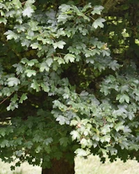 Acer campestre