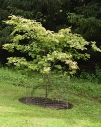 Acer palmatum