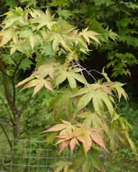 Acer palmatum