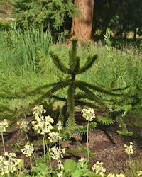 Araucaria araucana