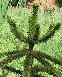 Monkey puzzle tree 