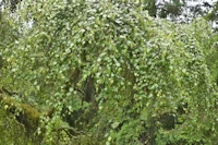 Betula pendula
