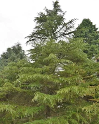 Cedrus deodara