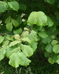 Corkscrew hazel