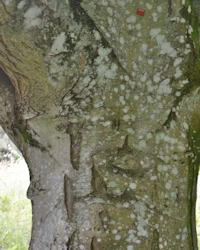 Fagus sylvatica