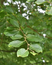 Fagus sylvatica
