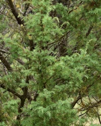 Juniperus communis