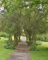 Laburnum anagyroides