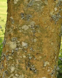 Laburnum anagyroides