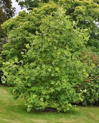 Liriodendron tulipifera