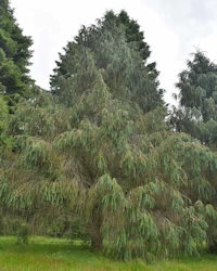Picea spinulosa