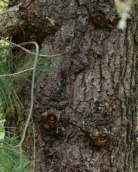 Pinus armandii