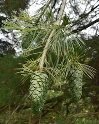 Pinus armandii
