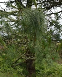 Pinus armandii