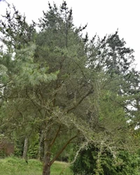 Pinus banksiana