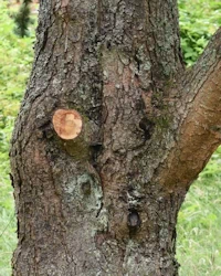 Pinus banksiana
