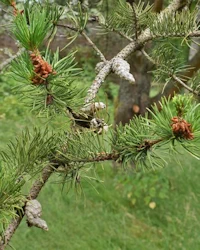 Pinus banksiana