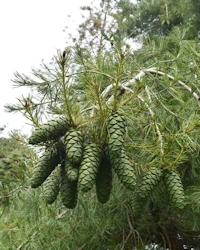 Pinus jeffreyi