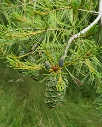 Pinus Jeffreyi