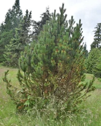 Pinus mugo
