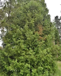Thujopsis dolobrata
