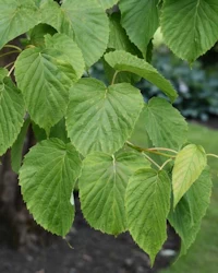 Tilia cordata