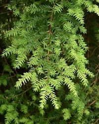 Tsuga diversifolia