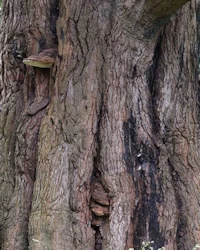 Tsuga heterophylla