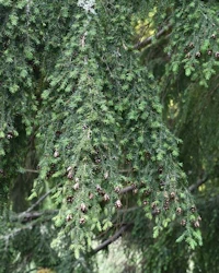 Tsuga heterophylla