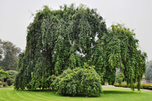 Weeping ash