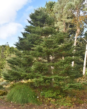 Abies koreana