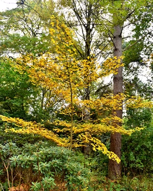 Acer cissifolium