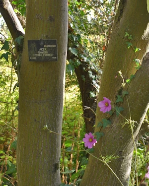 Acer davidii George Forrest