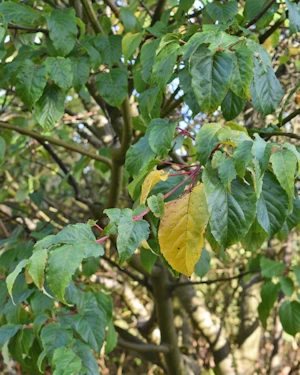 Acer davidii George Forrest