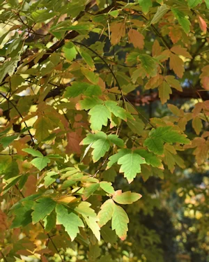 Acer griseum