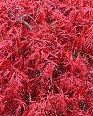 Acer palmatum dissectum