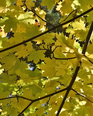 Acer platanoides Drummondii