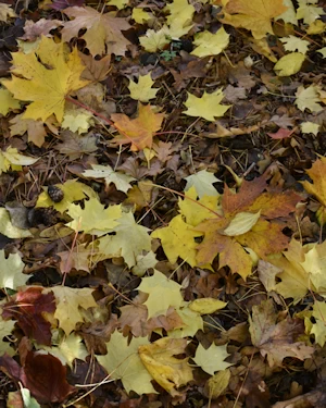 Acer platanoides Drummondii leaves