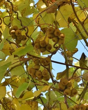 Actinidia deliciosa