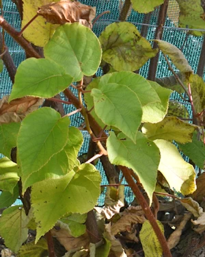 Actinidia deliciosa