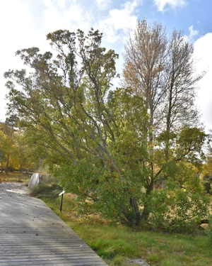 Arbutus unedo