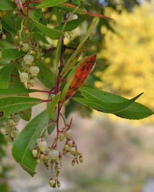 Arbutus unedo