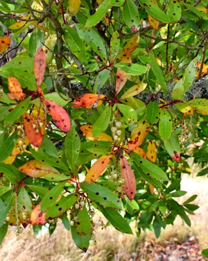 Arbutus unedo