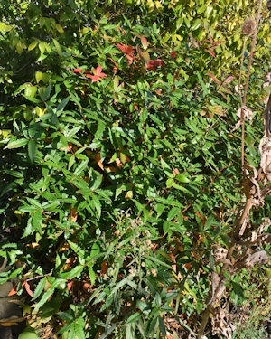 Berberis hypokerina