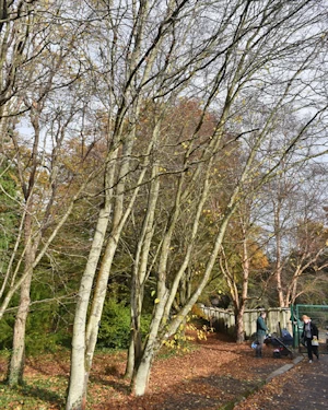 Betula lenta